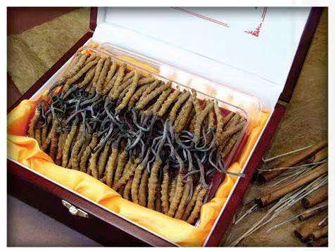 陆川冬虫夏草回收